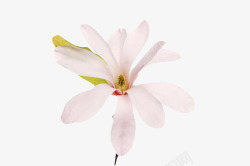 洁白粉红玉兰花PNG图片粉红色带香味和一片叶子的玉兰花高清图片