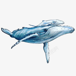 手绘两只蓝色座头鲸插画保护海洋素材
