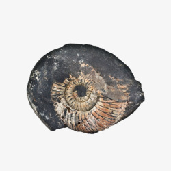 黑色带污渍的菊石软体动物化石实素材