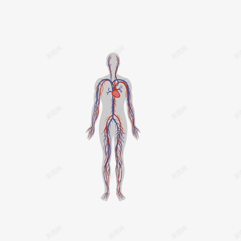 彩绘人体器官心脏png免抠素材_88icon https://88icon.com 失量图 底纹设计 彩绘人体器官 心电图 心脏 心脏线条 海报设计
