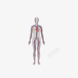 彩绘人体器官心脏素材