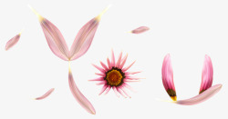 粉红花瓣大集合素材