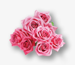 一束粉红色玫瑰花素材