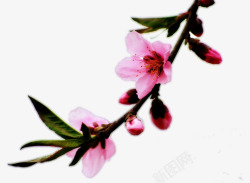 粉红桃花花苞花朵素材