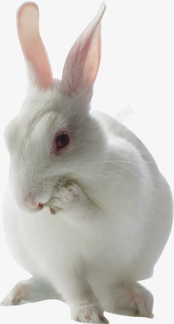 红眼兔子红眼兔子高清图片