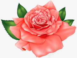 粉红的浪漫玫瑰素材