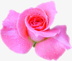 水珠粉玫瑰情人节素材