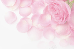 浪漫唯美粉色水珠花瓣素材