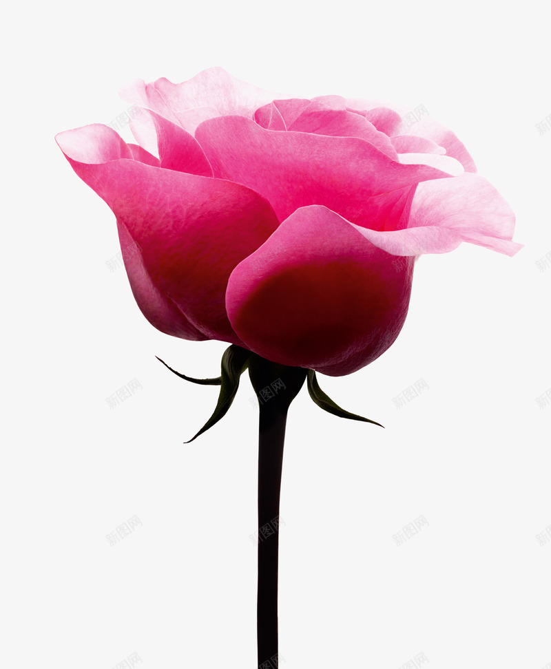 粉色新鲜花朵分层png免抠素材_88icon https://88icon.com 分层 新鲜 粉色 花朵
