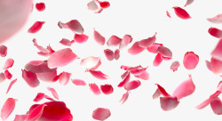 桃花花瓣节日鲜花飘落装饰粉红素素材