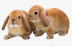 长耳朵兔子可爱实物素材