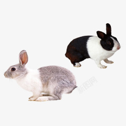 兔子两只素材
