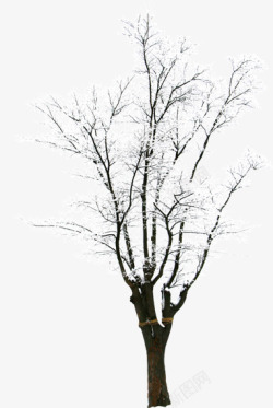 冬季雪后树枝装饰素材
