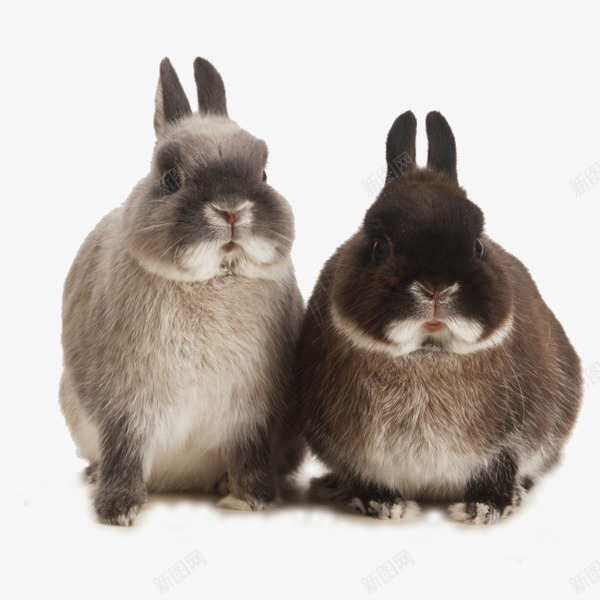 可爱呆萌兔图png免抠素材_88icon https://88icon.com 兔子 动物 可爱 图片素材 素材免抠 胡萝卜 装饰 野生动物