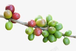 绿红色在树枝上的咖啡果实物素材