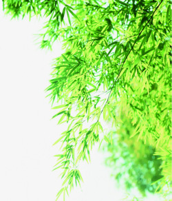 绿色清爽夏日树枝素材
