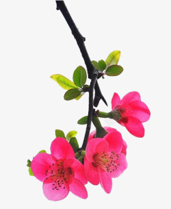粉色海棠树枝素材