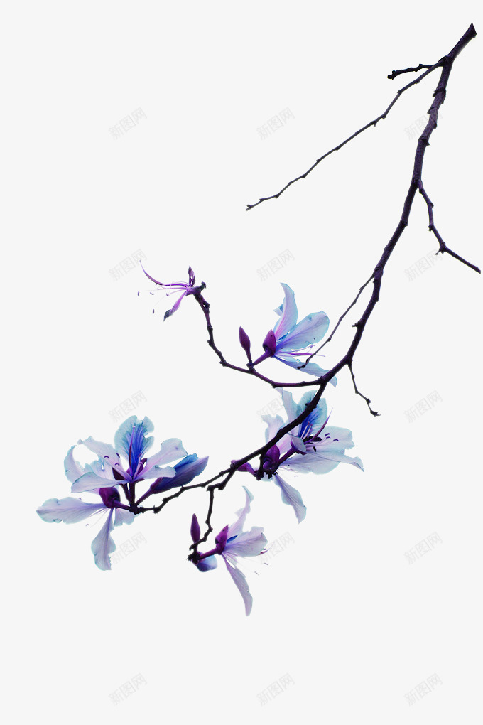 紫色手绘花朵树枝装饰图案png免抠素材_88icon https://88icon.com 免抠PNG 手绘 树枝 紫色 花朵 装饰图案