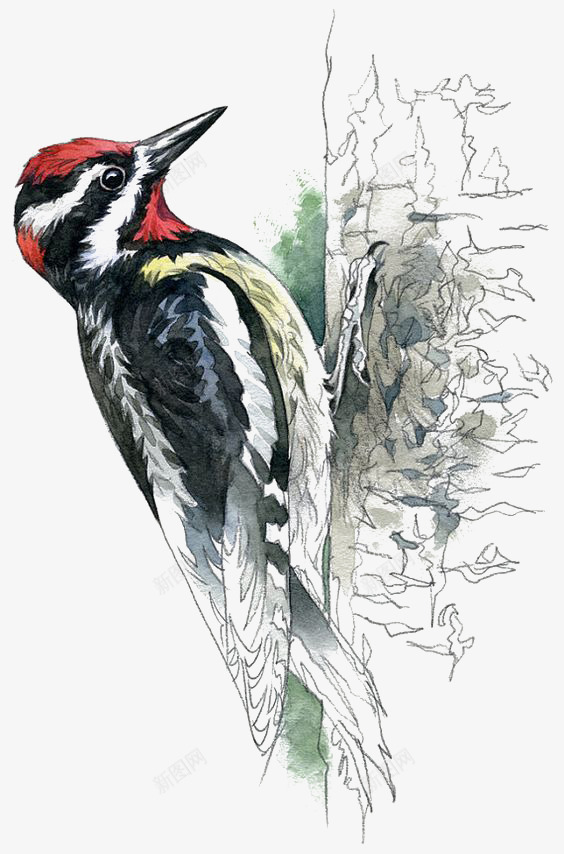 啄木鸟png免抠素材_88icon https://88icon.com 动物 卡通小鸟 啄木鸟图案 大树 手绘小鸟 鸟类