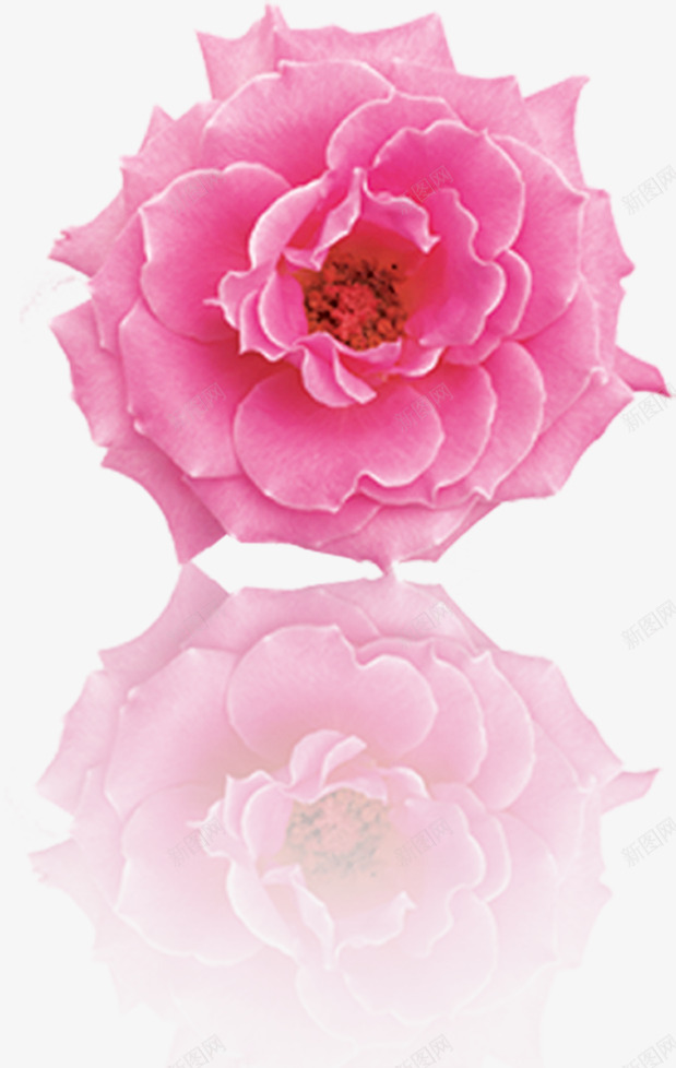 粉色唯美盛开分层花朵png免抠素材_88icon https://88icon.com 分层 盛开 粉色 花朵
