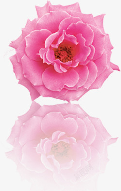 粉色唯美盛开分层花朵素材