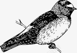 手绘树枝燕子png免抠素材_88icon https://88icon.com 动物 枝杈 燕子 鸟 黑白