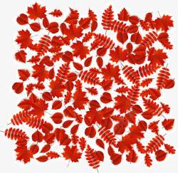 秋天红色枫叶素材