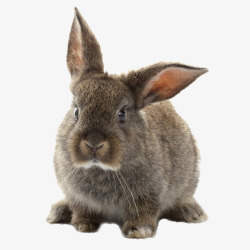 可爱呆萌兔素材