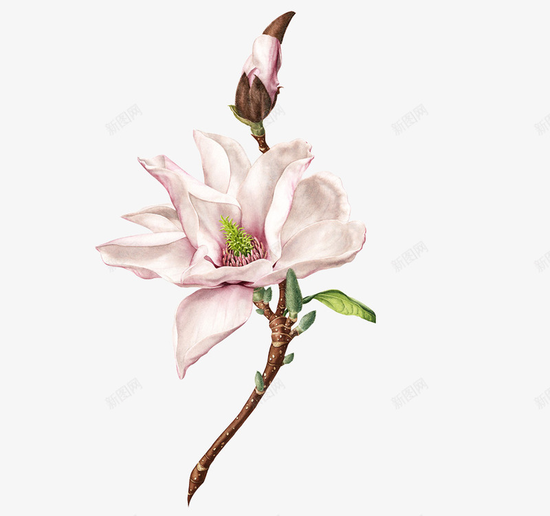 手绘树枝上的白色花卉png免抠素材_88icon https://88icon.com 树枝 白色 花卉