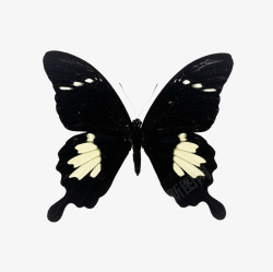 黑色炫酷对称蝴蝶花纹素材