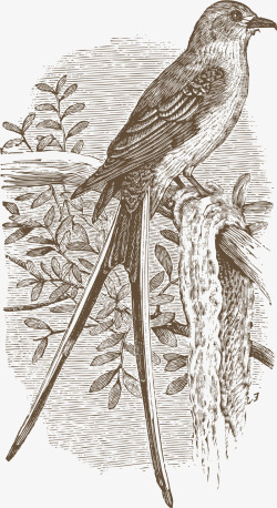 站枝头的鸟类枝头的喜鹊高清图片