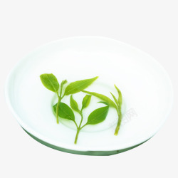 嫩芽苦丁绿色茶叶嫩芽高清图片