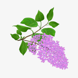 手绘时尚插画紫丁香花卉素材