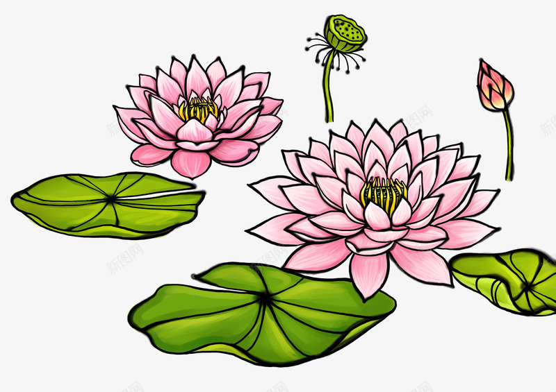 手绘荷花PSD分层png免抠素材_88icon https://88icon.com 国画 手绘 插画 荷花 莲蓬