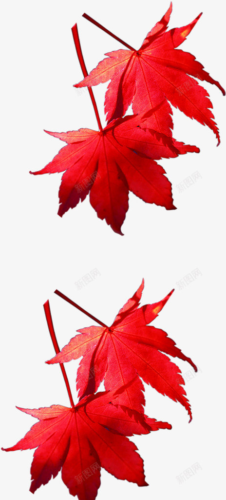 手绘秋季红色枫叶装饰png免抠素材_88icon https://88icon.com 枫叶 秋季 红色 装饰