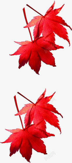 手绘秋季红色枫叶装饰素材