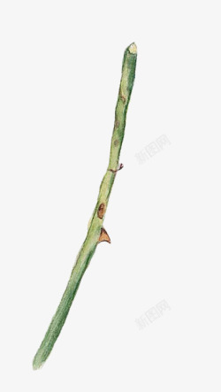 绿色带刺树枝素材
