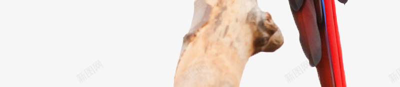 站在枝头的鹦鹉png免抠素材_88icon https://88icon.com 动物 树枝 鹦鹉