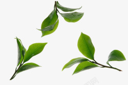 卡通绿色的茶叶叶子素材