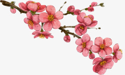 手绘复古粉色水彩花朵树枝素材