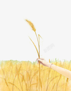 手握麦子收麦子场景素材