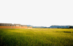 稻田素材