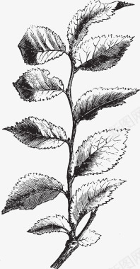 素描树枝和叶子图标图标