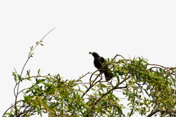 一只乌鸦站在树枝上素材