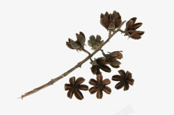 褐色花干树枝素材