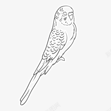 手绘鸟线描鹦鹉图标图标