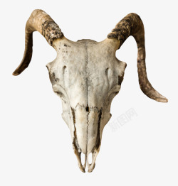 白色古代羊肉骨头实物素材