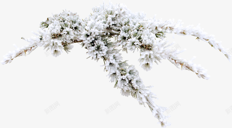 挂雪大树枝png免抠素材_88icon https://88icon.com 免费png 免费png素材 挂雪 树杈 树枝 白色 装饰图案