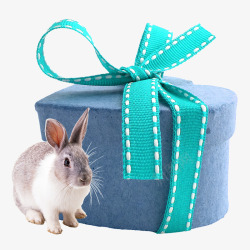 可爱的小兔子和新年礼物素材