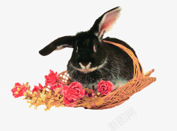 黑兔子在花篮里素材